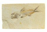 Rare, Fossil Fish (Amphiplaga) - Green River Formation #240387-1